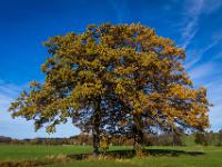 Zwei engstehende, herbstliche Eichen auf den Haindorf Wiesen